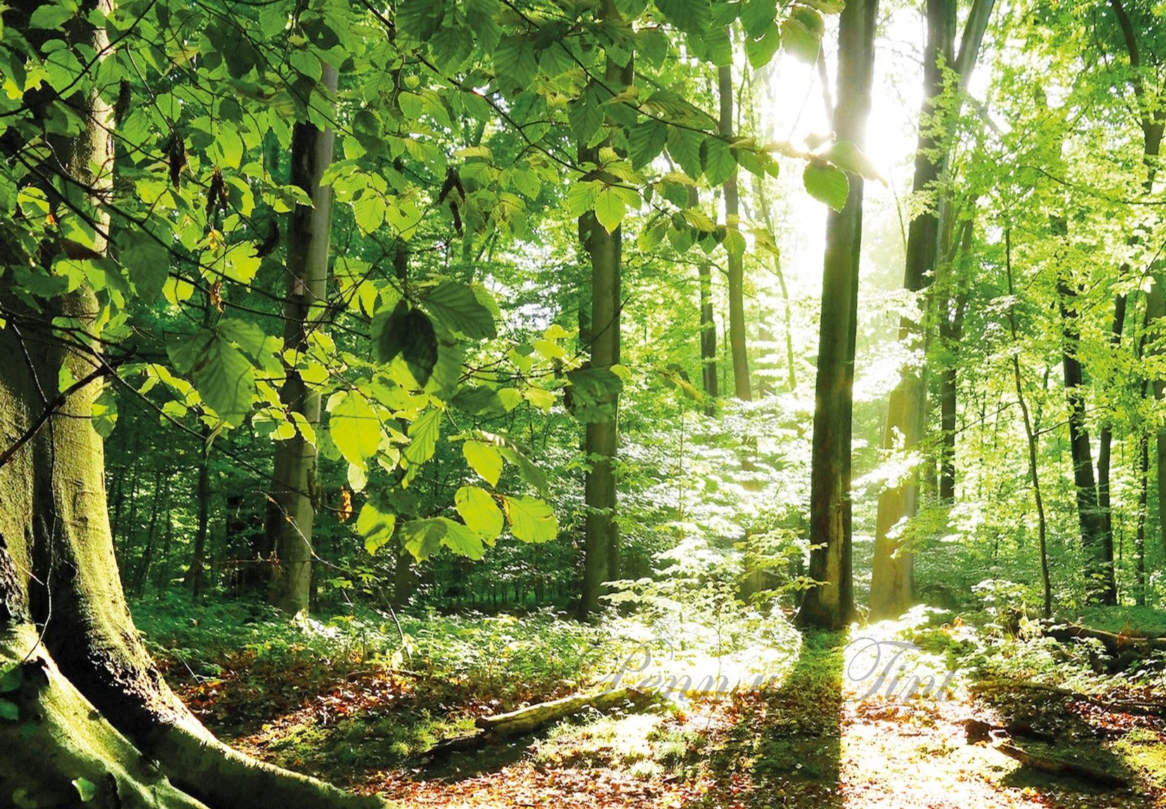 Hoffnungsstrahl - Ray of Hope (Für den guten Zweck)